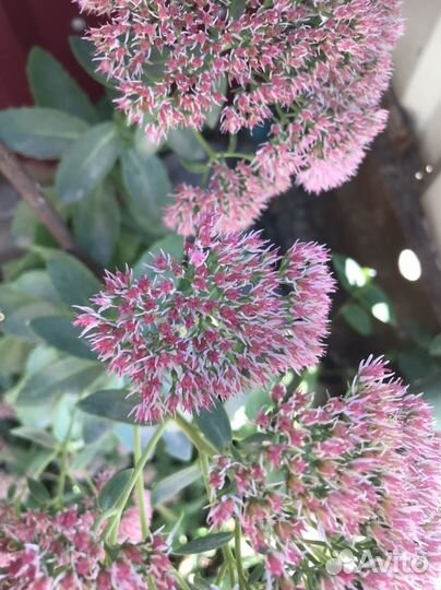 Седум, очиток видный