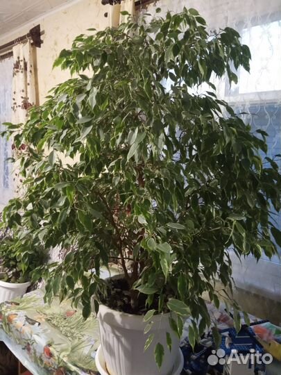 Фикус бенджамина