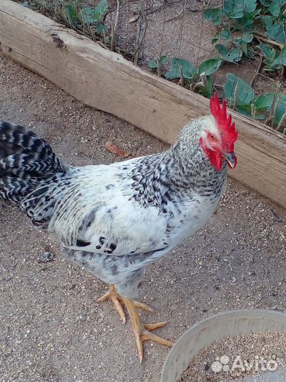 Молодые петушки