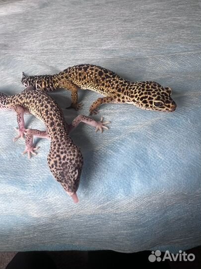 Геккон эублефар самка 2 шт. Со всем необходимым