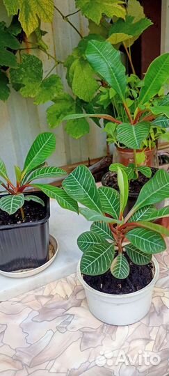 Молочай беложильчатый