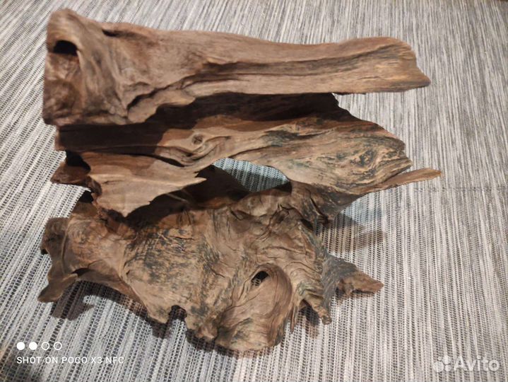 Мангры коряга