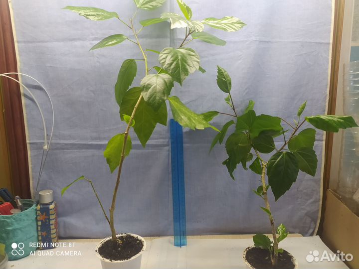 Гибискус - китайская роза