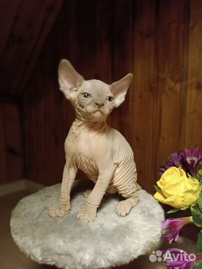 Котята породы Эльф, Двэльф и Бамбино