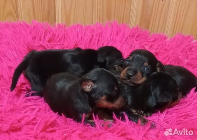 Цвергпинчер