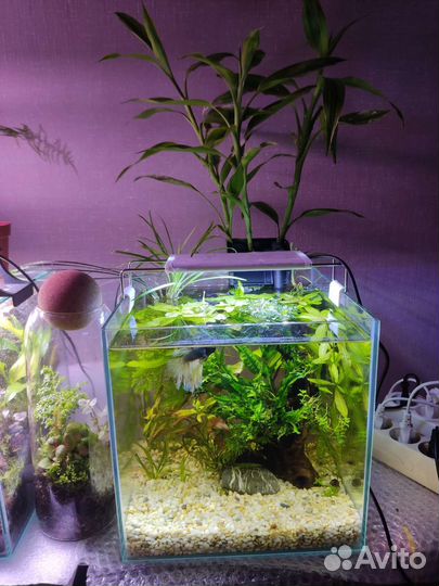 Рыбка петушок дамбо