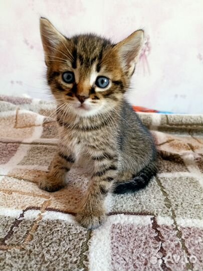 Котенок мальчик 1,5 мес