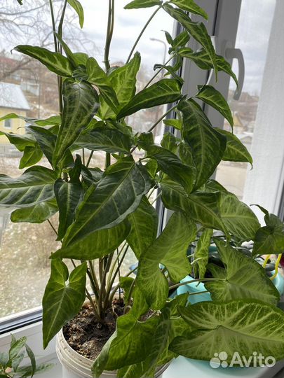 Сингониум цветы