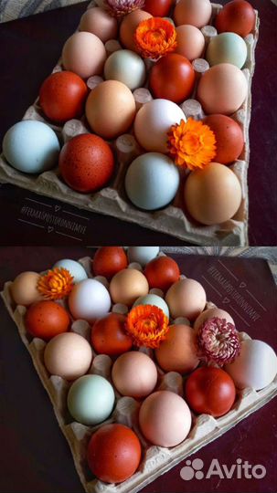 Домашние куриные яйца