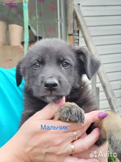 Щенки в добрые руки