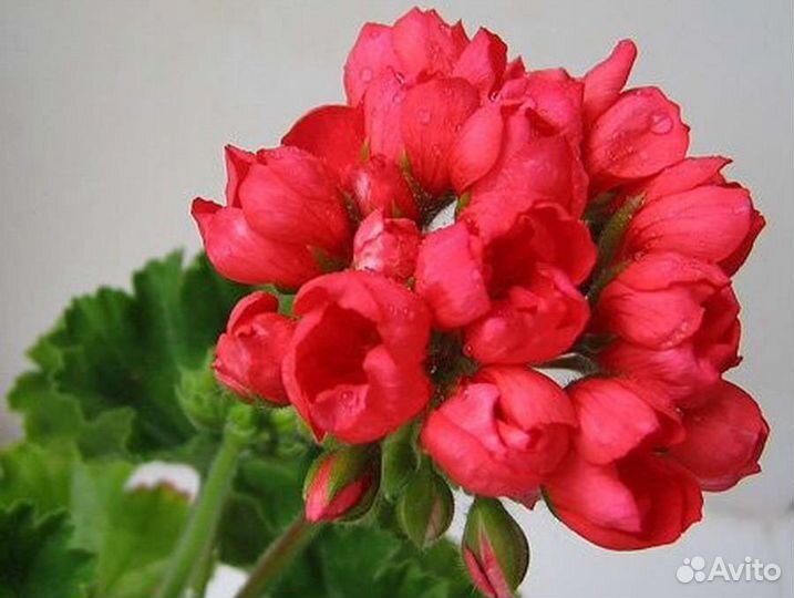 Пеларгония герань тюльпановидная Red pandora