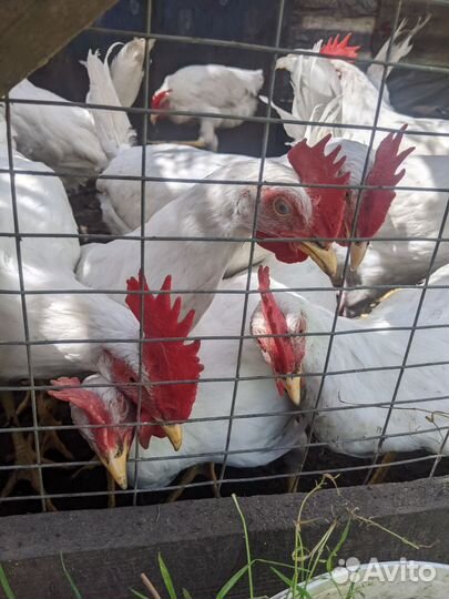 Белые петушки