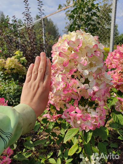 Гортензии древовидные, метельчатые, крупнолистные