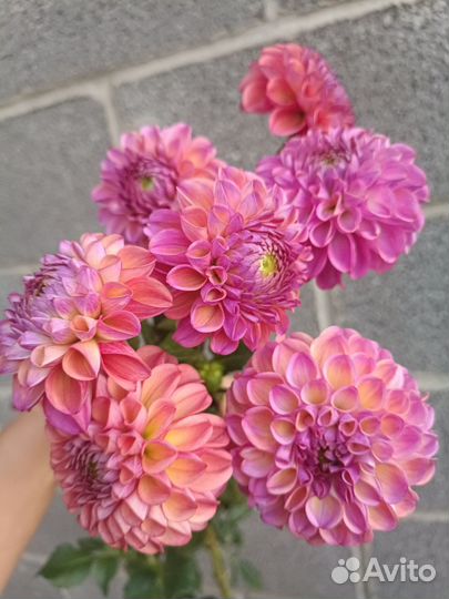 Георгины клубни