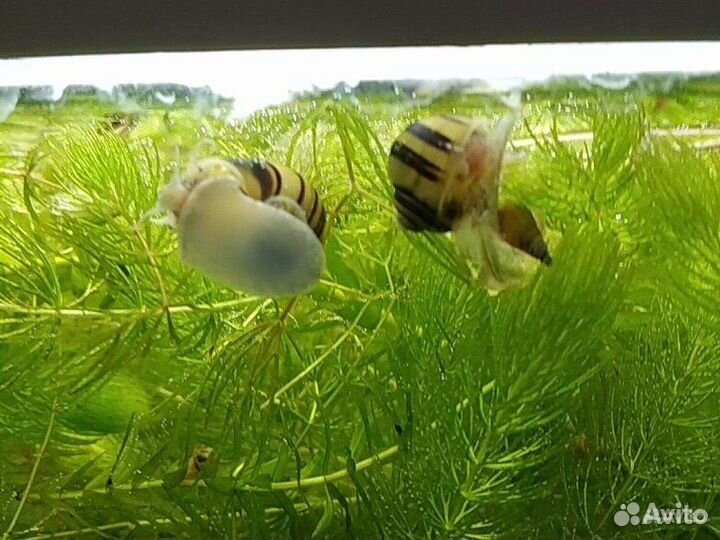 Улитка спикси