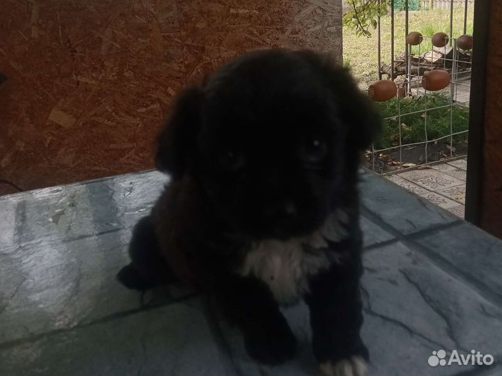 Собака в добрые руки отдам бесплатно