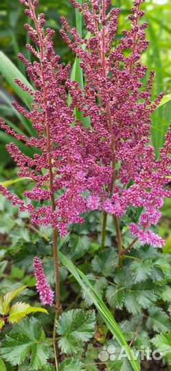 Многолетники продам