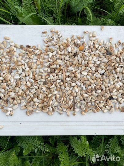 Сафлор. Расторопша