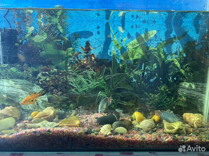 Аквариум
