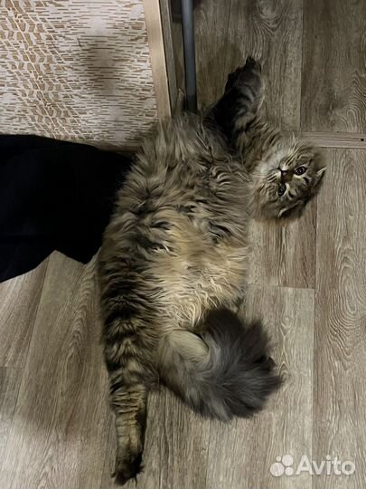 Шотландский кот вязка