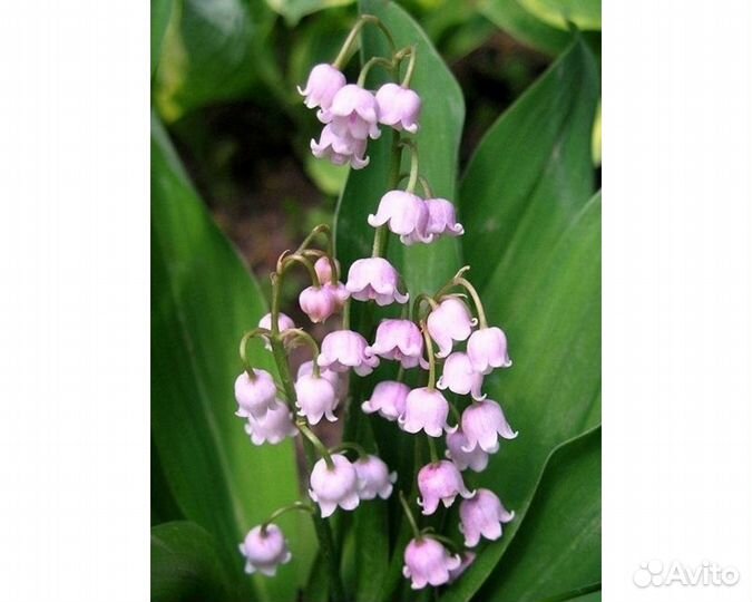 Ландыш майский Rosea