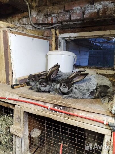 Кролики породы 