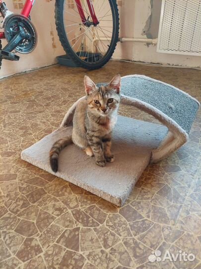 Котёнок ищет дом