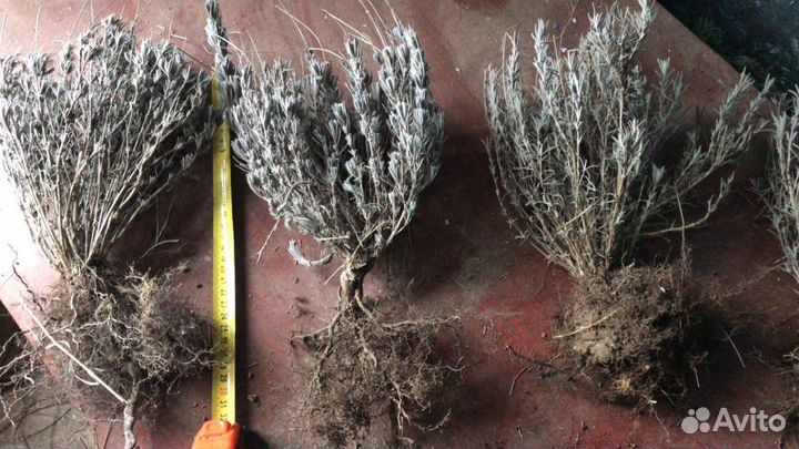 Лаванда, розмарин, гортензия