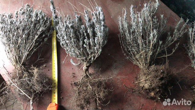 Лаванда, розмарин, гортензия