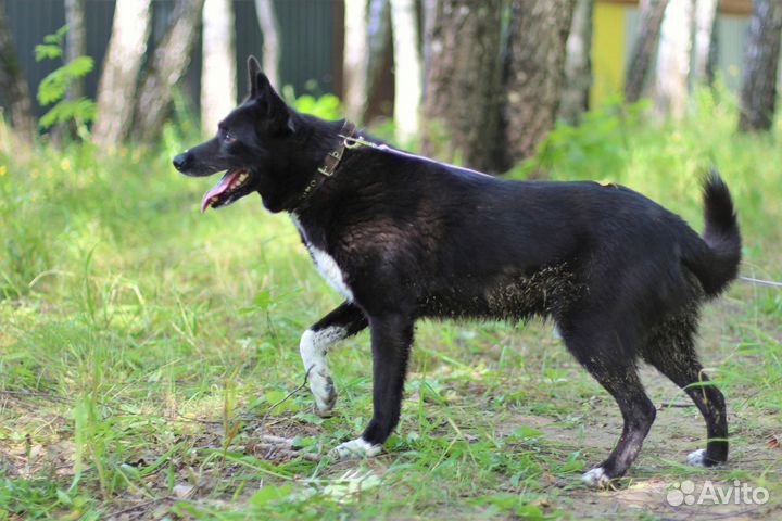 Собака в добрые руки