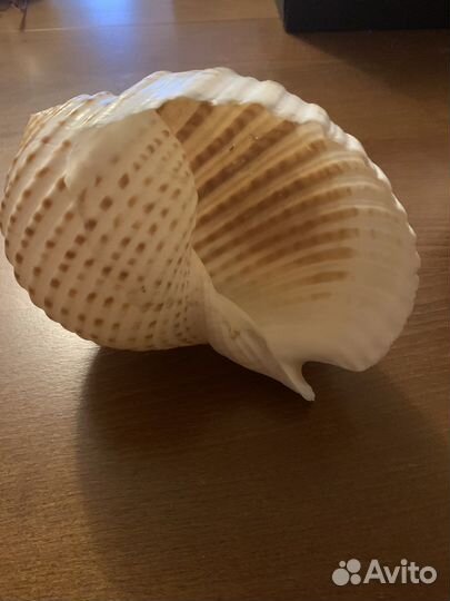 Ракушка морская большая