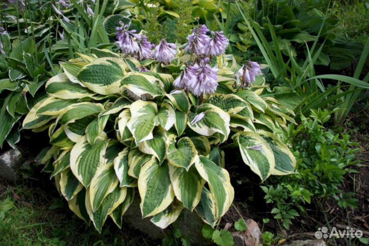 Хосты Уайд Брим