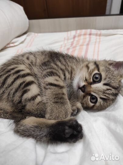 Британский короткошерстный котенок
