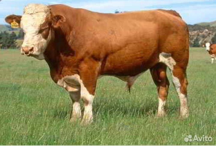 Искусственное осеменение коров и телок