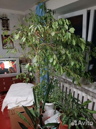 Мелко листовой фикус 2 м 20 см