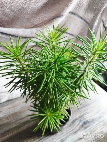 Суккулент синецио