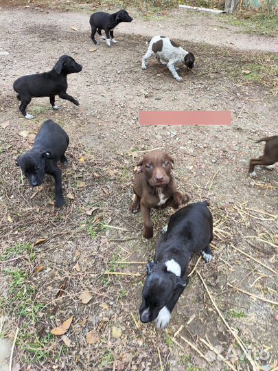 Щенки курцхаара