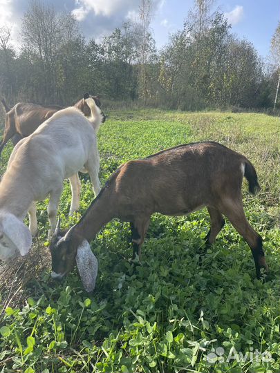 Коза нубийская