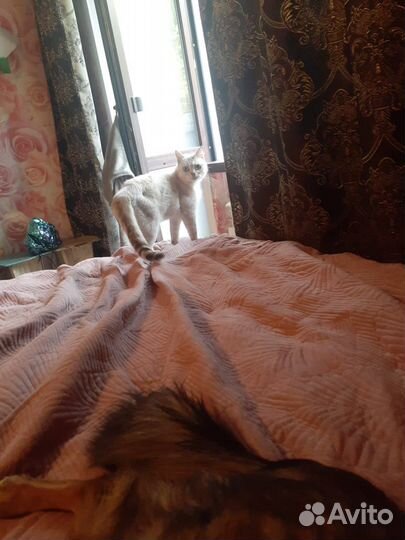 Котик в дар