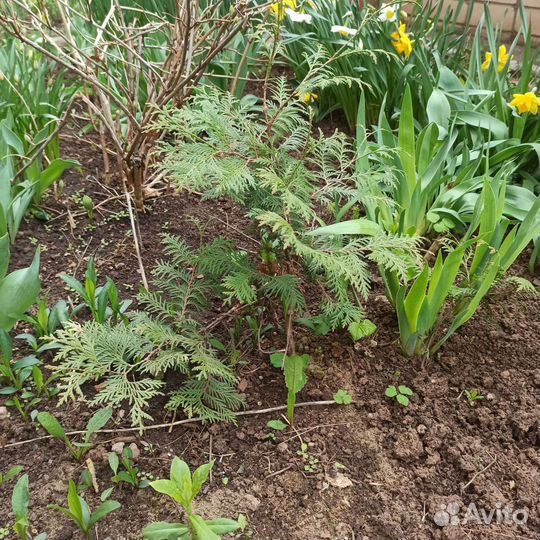 Туя, Елка, Дуб