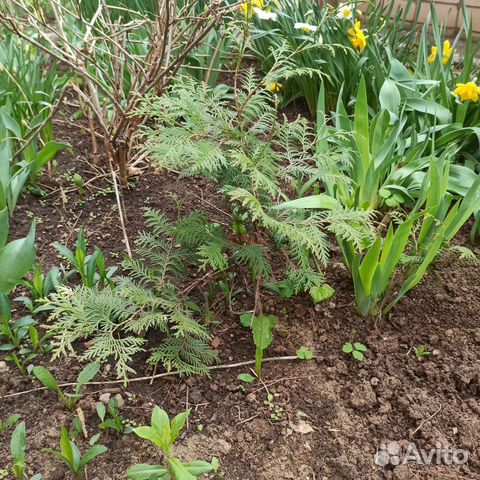 Туя, Елка, Дуб