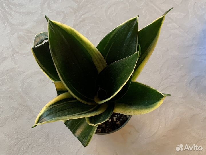 Сансевиерия сортовая
