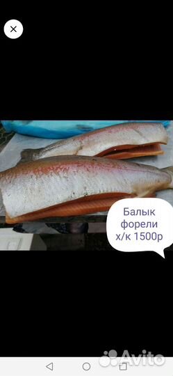 Карельская Форель охлажденная не потрашенная