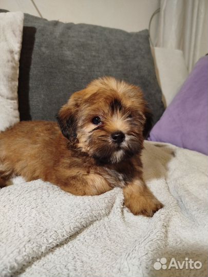 Русская цветная болонка