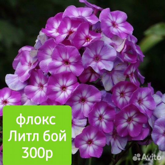 Флоксы