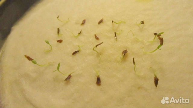 Рододендроны семена купить в Санкт-Петербурге | Товары для дома и дачи ...