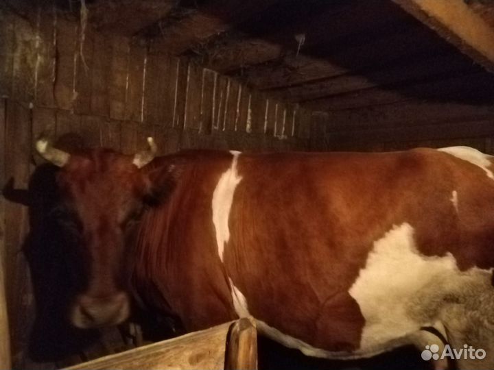 Корова дойная