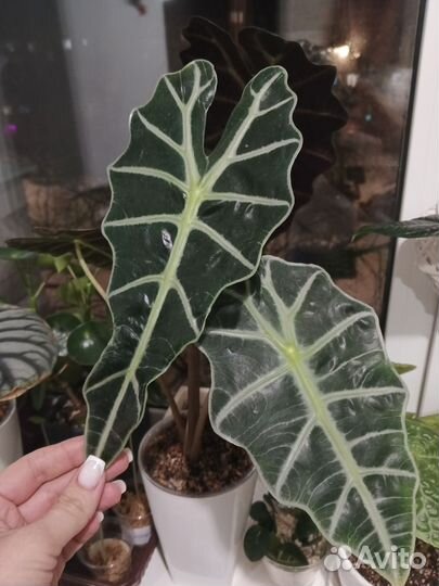 Алоказия полли