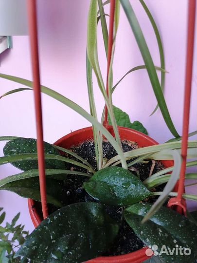 Комнатные растения цветы