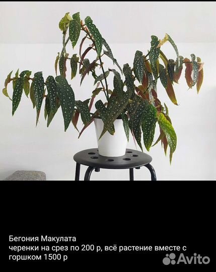 Монстера Альба, бегония макулата, садик суккуленты
